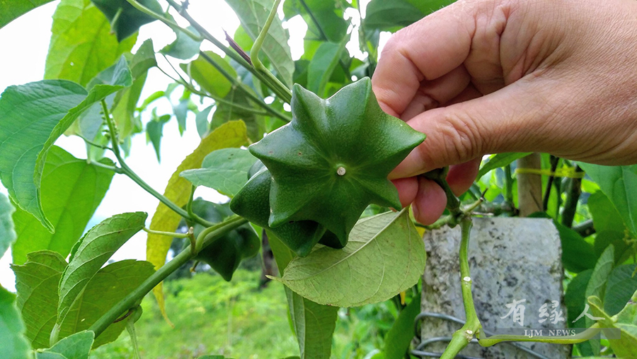 我們的印加果寶貝