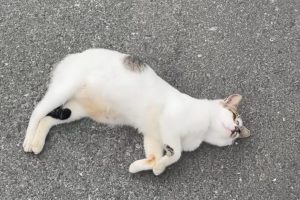 貓那隱藏的名字